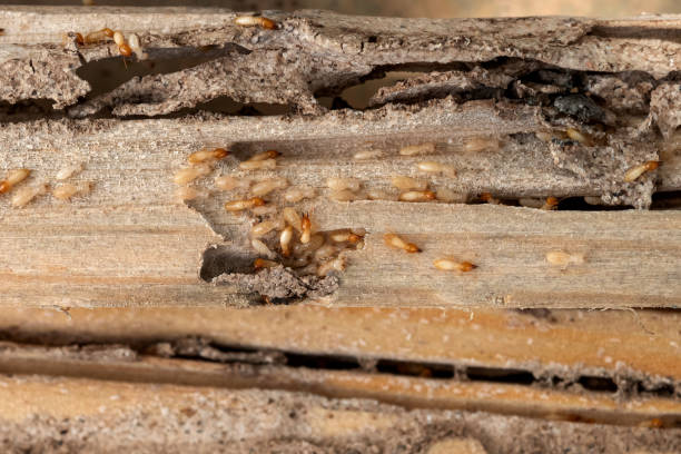 Best Emergency Pest Control  in Lake Magdalene, FL