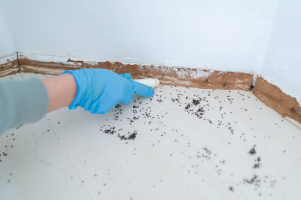 Trusted Lake Magdalene, FL Pest Control Experts